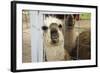 Llama (Lama Glama) Looking into Camera-Matt Freedman-Framed Photographic Print