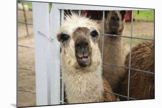 Llama (Lama Glama) Looking into Camera-Matt Freedman-Mounted Photographic Print