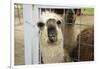 Llama (Lama Glama) Looking into Camera-Matt Freedman-Framed Photographic Print