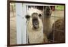 Llama (Lama Glama) Looking into Camera-Matt Freedman-Framed Photographic Print