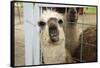 Llama (Lama Glama) Looking into Camera-Matt Freedman-Framed Stretched Canvas