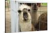 Llama (Lama Glama) Looking into Camera-Matt Freedman-Stretched Canvas