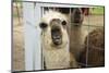 Llama (Lama Glama) Looking into Camera-Matt Freedman-Mounted Photographic Print