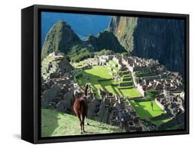 Llama, Machu Picchu, Peru-Miva Stock-Framed Stretched Canvas