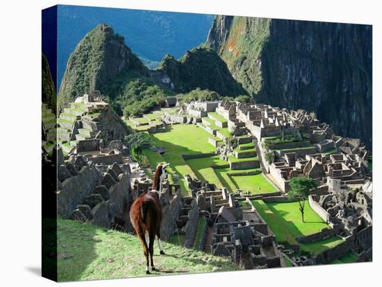 Llama, Machu Picchu, Peru-Miva Stock-Stretched Canvas