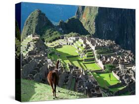 Llama, Machu Picchu, Peru-Miva Stock-Stretched Canvas