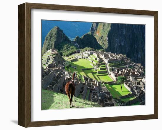 Llama, Machu Picchu, Peru-Miva Stock-Framed Premium Photographic Print