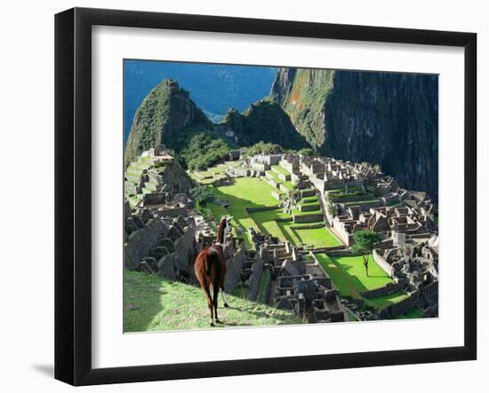 Llama, Machu Picchu, Peru-Miva Stock-Framed Premium Photographic Print