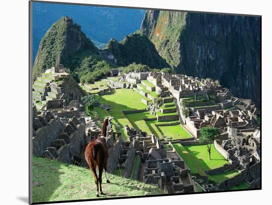 Llama, Machu Picchu, Peru-Miva Stock-Mounted Photographic Print