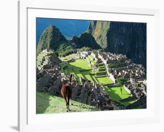 Llama, Machu Picchu, Peru-Miva Stock-Framed Photographic Print