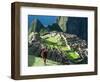 Llama, Machu Picchu, Peru-Miva Stock-Framed Photographic Print