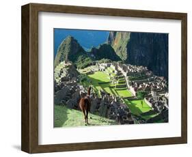 Llama, Machu Picchu, Peru-Miva Stock-Framed Photographic Print