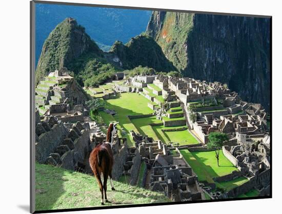 Llama, Machu Picchu, Peru-Miva Stock-Mounted Photographic Print