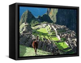 Llama, Machu Picchu, Peru-Miva Stock-Framed Stretched Canvas