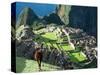 Llama, Machu Picchu, Peru-Miva Stock-Stretched Canvas