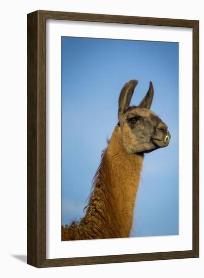 Llama Portrait IV-Tyler Stockton-Framed Art Print