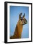 Llama Portrait IV-Tyler Stockton-Framed Art Print