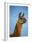 Llama Portrait IV-Tyler Stockton-Framed Art Print