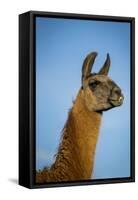Llama Portrait IV-Tyler Stockton-Framed Stretched Canvas