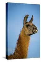 Llama Portrait IV-Tyler Stockton-Stretched Canvas