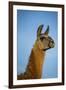 Llama Portrait IV-Tyler Stockton-Framed Art Print