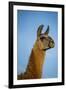 Llama Portrait IV-Tyler Stockton-Framed Art Print