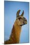 Llama Portrait IV-Tyler Stockton-Mounted Art Print