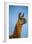 Llama Portrait IV-Tyler Stockton-Framed Art Print