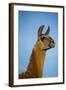 Llama Portrait IV-Tyler Stockton-Framed Art Print