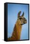 Llama Portrait IV-Tyler Stockton-Framed Stretched Canvas