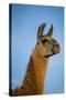 Llama Portrait IV-Tyler Stockton-Stretched Canvas