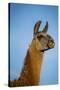 Llama Portrait IV-Tyler Stockton-Stretched Canvas