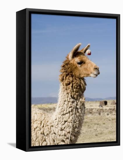 Llama Posing near Puno, Peru-Diane Johnson-Framed Stretched Canvas