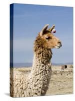 Llama Posing near Puno, Peru-Diane Johnson-Stretched Canvas