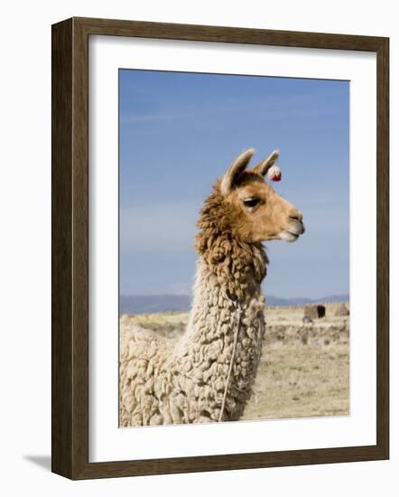 Llama Posing near Puno, Peru-Diane Johnson-Framed Photographic Print