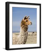 Llama Posing near Puno, Peru-Diane Johnson-Framed Photographic Print