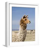 Llama Posing near Puno, Peru-Diane Johnson-Framed Photographic Print
