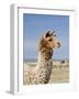 Llama Posing near Puno, Peru-Diane Johnson-Framed Photographic Print