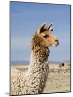 Llama Posing near Puno, Peru-Diane Johnson-Mounted Photographic Print