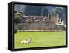 Llama Resting on Main Plaza, Machu Picchu, Peru-Diane Johnson-Framed Stretched Canvas