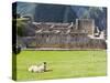 Llama Resting on Main Plaza, Machu Picchu, Peru-Diane Johnson-Stretched Canvas