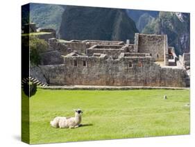 Llama Resting on Main Plaza, Machu Picchu, Peru-Diane Johnson-Stretched Canvas