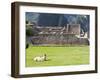 Llama Resting on Main Plaza, Machu Picchu, Peru-Diane Johnson-Framed Photographic Print