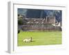 Llama Resting on Main Plaza, Machu Picchu, Peru-Diane Johnson-Framed Photographic Print