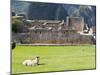 Llama Resting on Main Plaza, Machu Picchu, Peru-Diane Johnson-Mounted Photographic Print