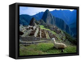 Llama Rests Overlooking Ruins of Machu Picchu in the Andes Mountains, Peru-Jim Zuckerman-Framed Stretched Canvas