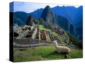 Llama Rests Overlooking Ruins of Machu Picchu in the Andes Mountains, Peru-Jim Zuckerman-Stretched Canvas