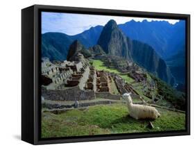 Llama Rests Overlooking Ruins of Machu Picchu in the Andes Mountains, Peru-Jim Zuckerman-Framed Stretched Canvas