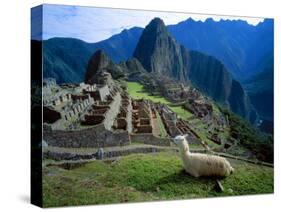 Llama Rests Overlooking Ruins of Machu Picchu in the Andes Mountains, Peru-Jim Zuckerman-Stretched Canvas