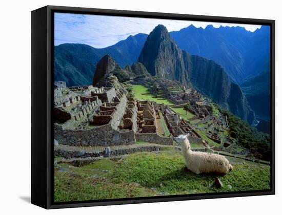 Llama Rests Overlooking Ruins of Machu Picchu in the Andes Mountains, Peru-Jim Zuckerman-Framed Stretched Canvas